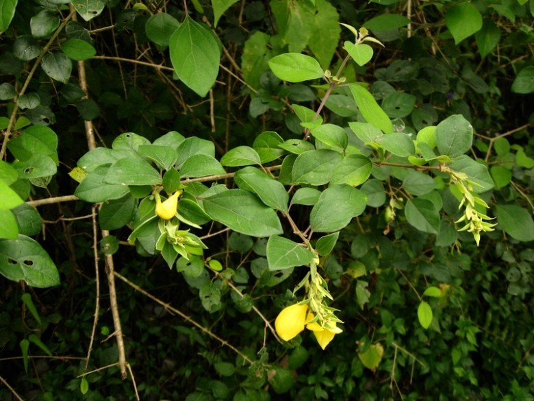 Cây Tu hú Philippin. Gmelina philippinensis Cham - Cây Thuốc Nam Quanh Ta